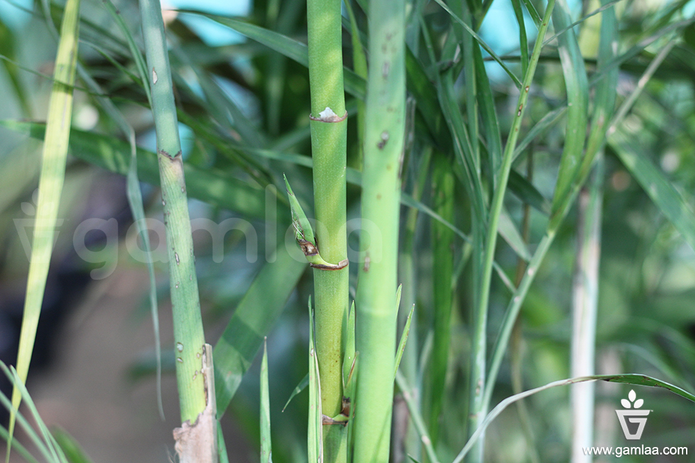 bamboo_plants