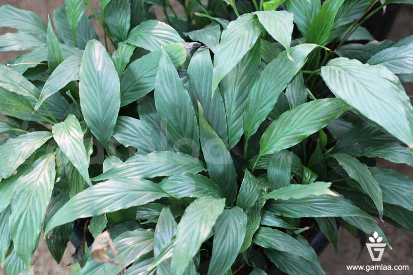 Peace Lilly Narrow Plant